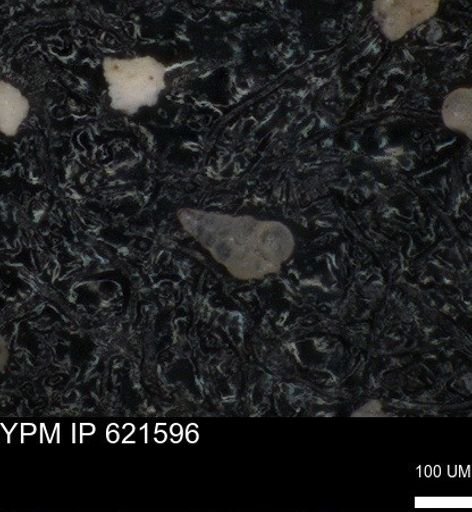 undet. Heterohelicidae