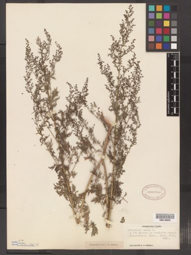 Artemisia annua