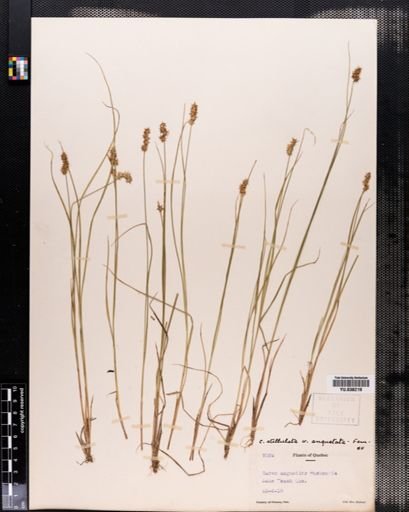 Carex angustior