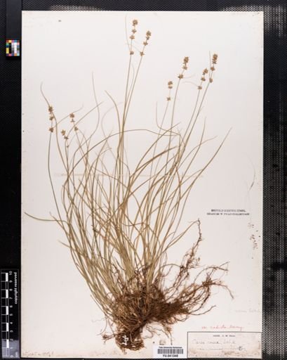 Carex radiata