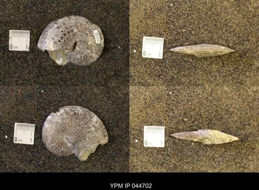 Sphenodiscus lenticularis