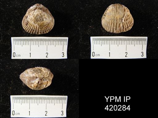 Pentamerella sp.
