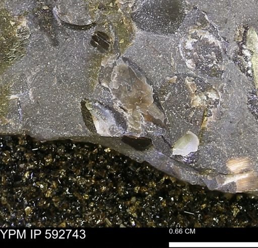 undet. Bivalvia