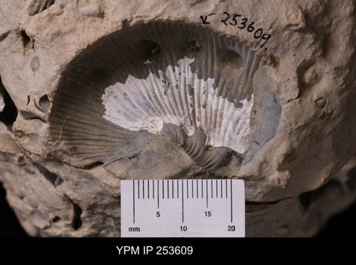 Hoploscaphites sp.