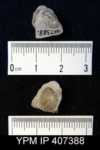 Catazyga anticostiensis