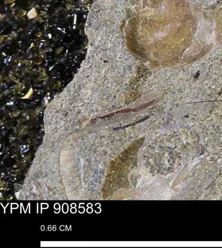 Chonetes mucronatus