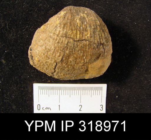 Pustula nebrascensis