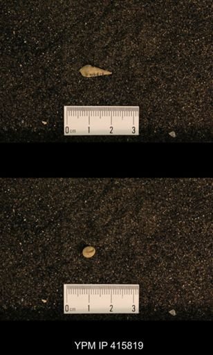 Meekospira choctawensis