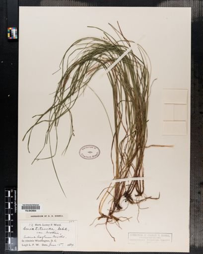 Carex woodii