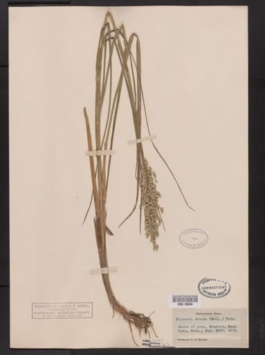 Glyceria obtusa