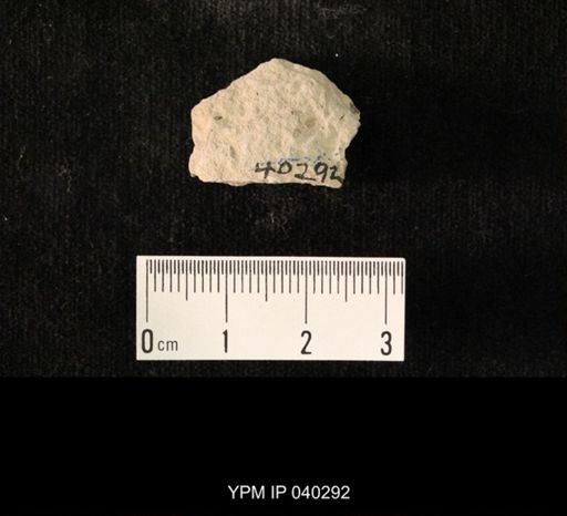 undet. Hexapoda