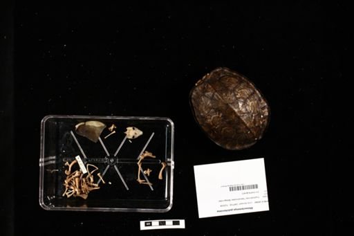Rhinoclemmys pulcherrima