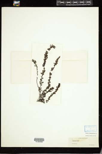 Sargassum