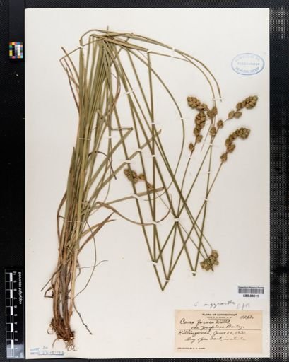 Carex argyrantha