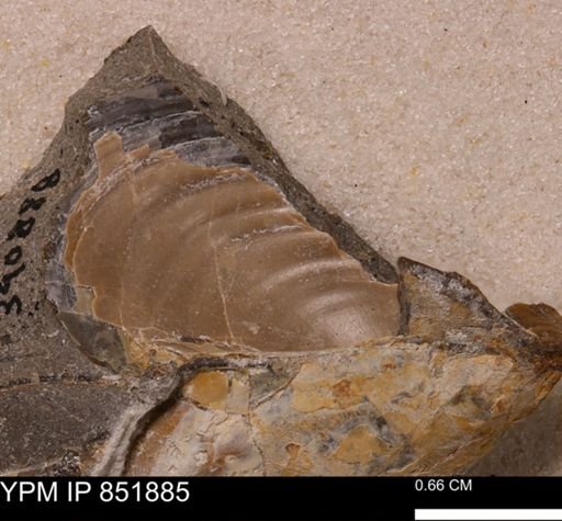 Inoceramus sp.