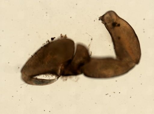 Calathura brachiata