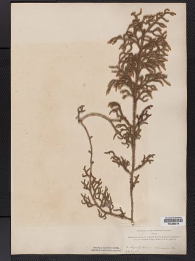 Lycopodium