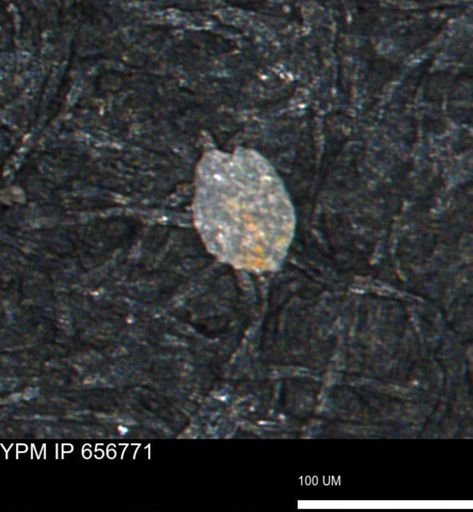 Spirolocammina planula