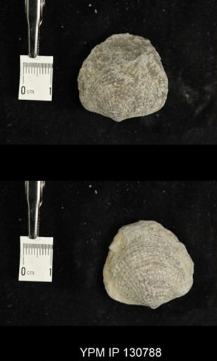 Spinatrypa spinosa