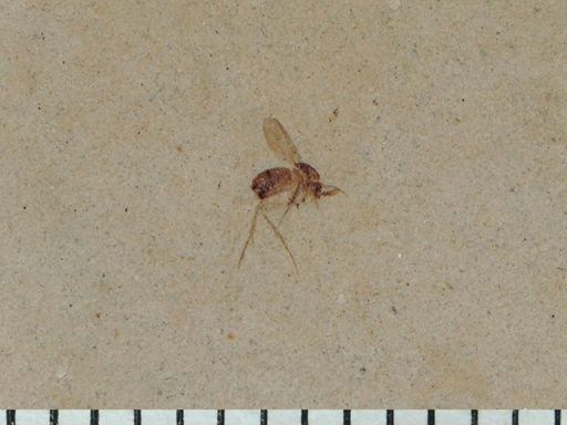 undet. Mycetophilidae