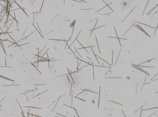 Suberites sp.