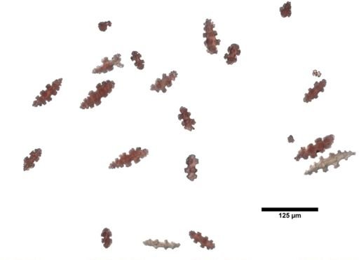 Gorgonia harttii