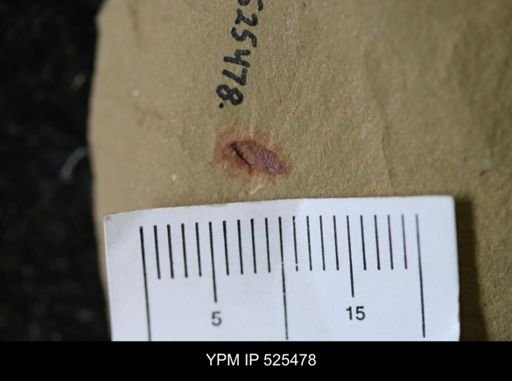 undet. Synziphosurina