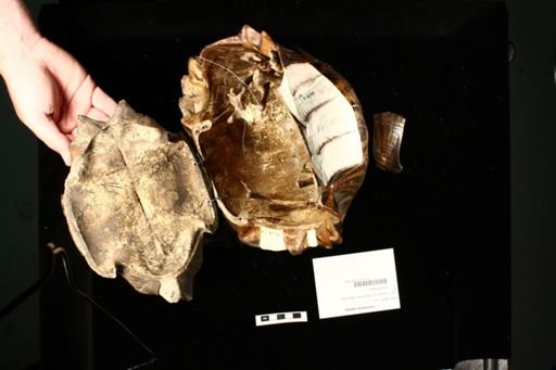Geochelone radiata