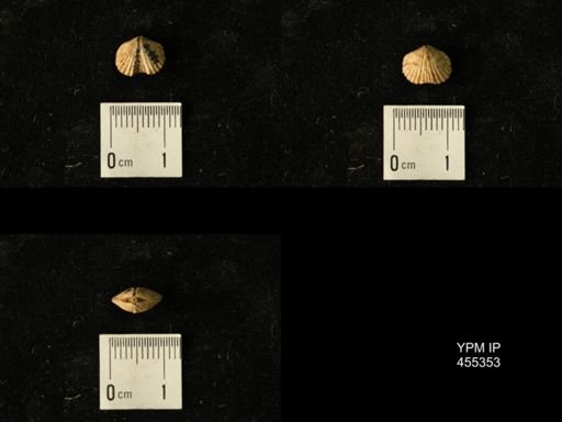 Platystrophia juvenes