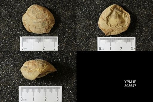 Corbicula?