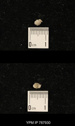 Brachiopoda