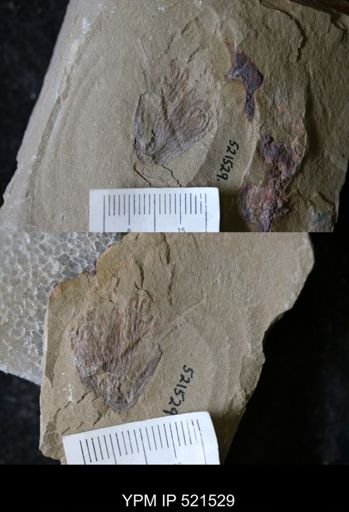 undet. Graptolithina