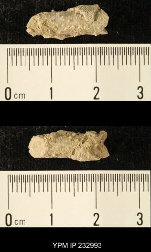 Archaeocidaris sp.