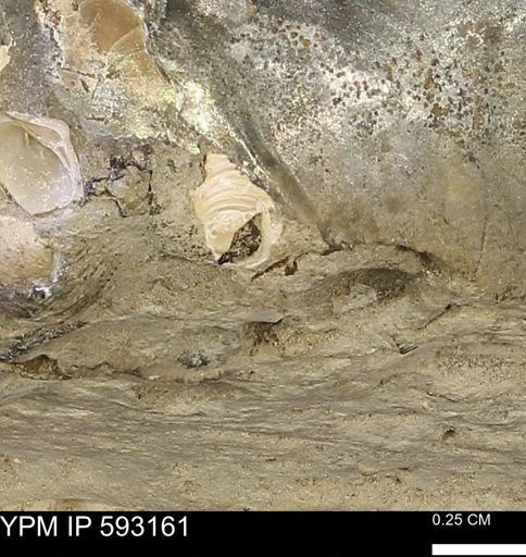 undet. Mollusca