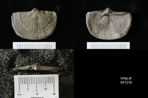 Schuchertella sp.