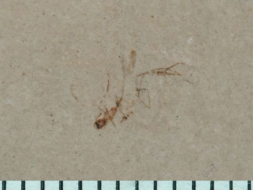 undet. Diptera