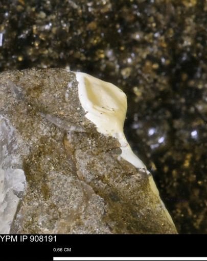 undet. Mollusca