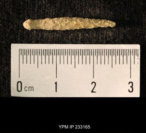 Archaeocidaris sp.