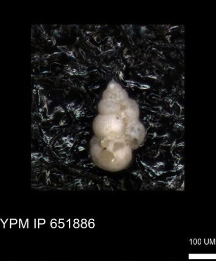 undet. Heterohelicidae