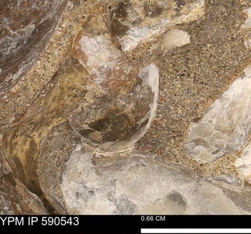 undet. Bivalvia
