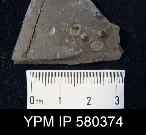 Lingula sp.