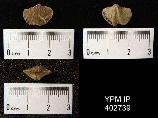 Spiriferina sp.