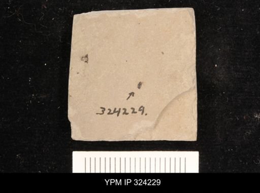undet. Mordellidae