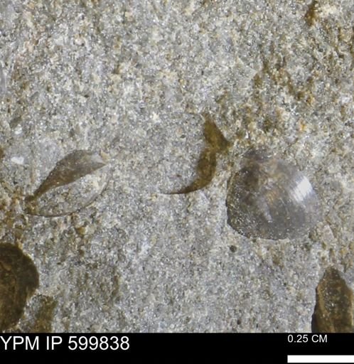 Protocardia subquadrata