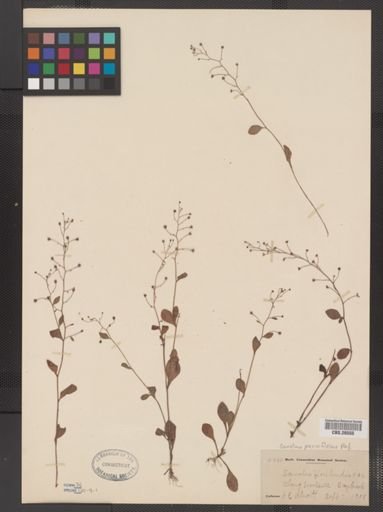 Plantae