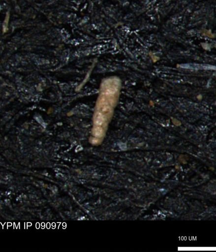 Verneuilinoides kansasensis
