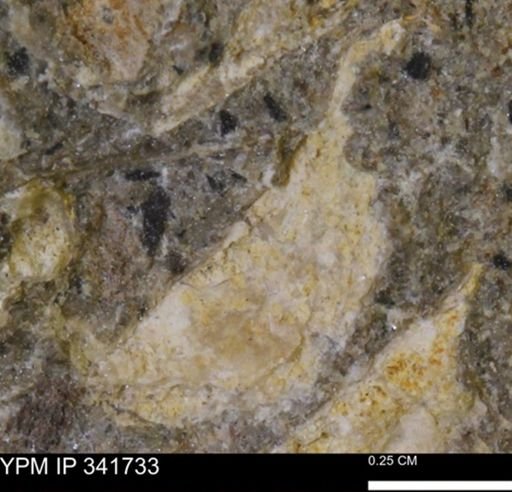 Scaphites sp.