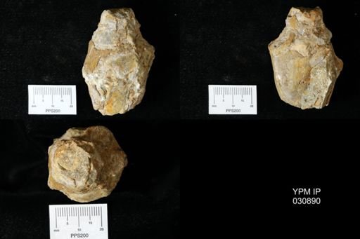 Voluta eomagna