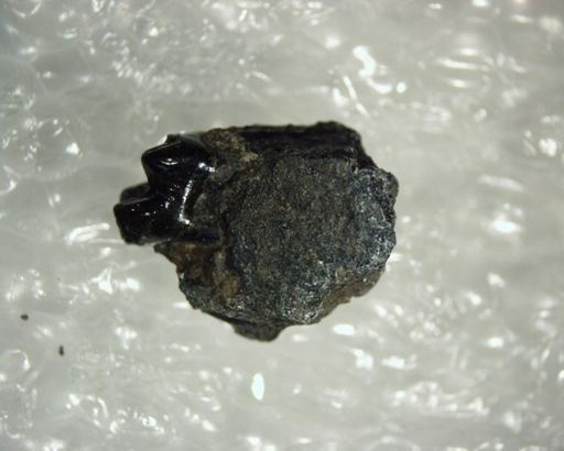 Pelycodus sp.