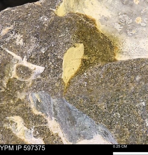 Limopsis striatopunctatus
